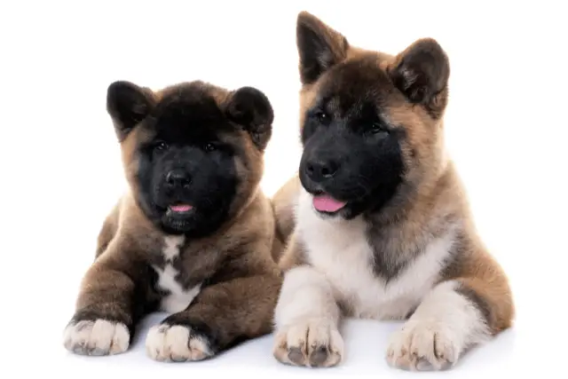 two akita dogs