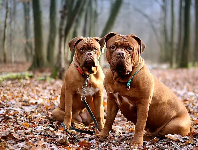 two dogue de bordeaux dogs
