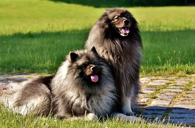 two keeshond dogs