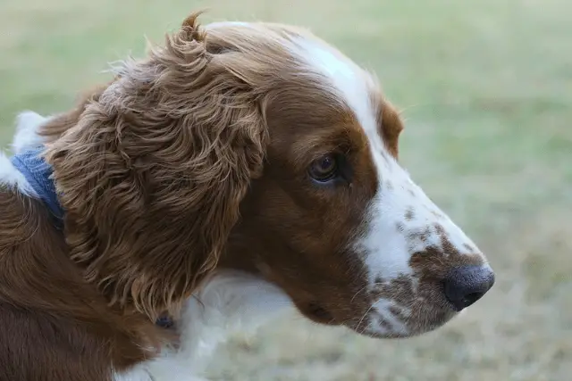 Welsh Springer Spaniel