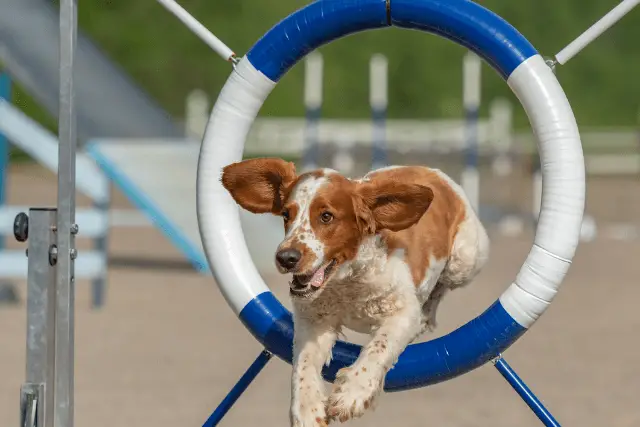 Welsh Springer Spaniel