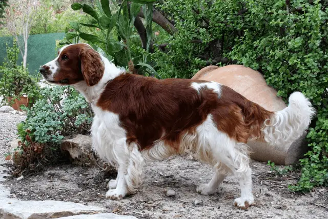 Welsh Springer Spaniel