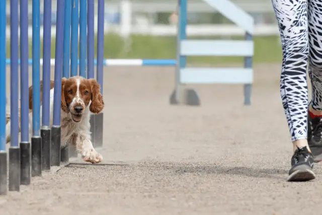 Welsh Springer Spaniel