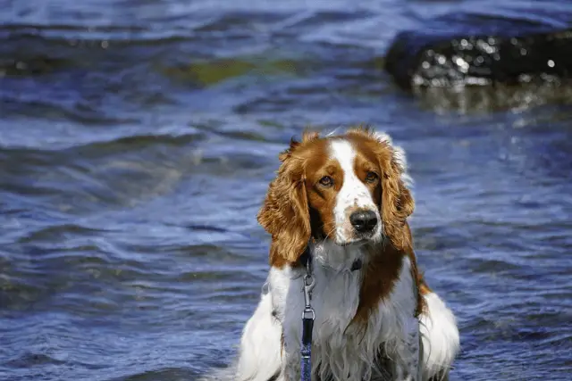 Welsh Springer Spaniel